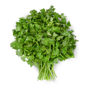 Cilantro